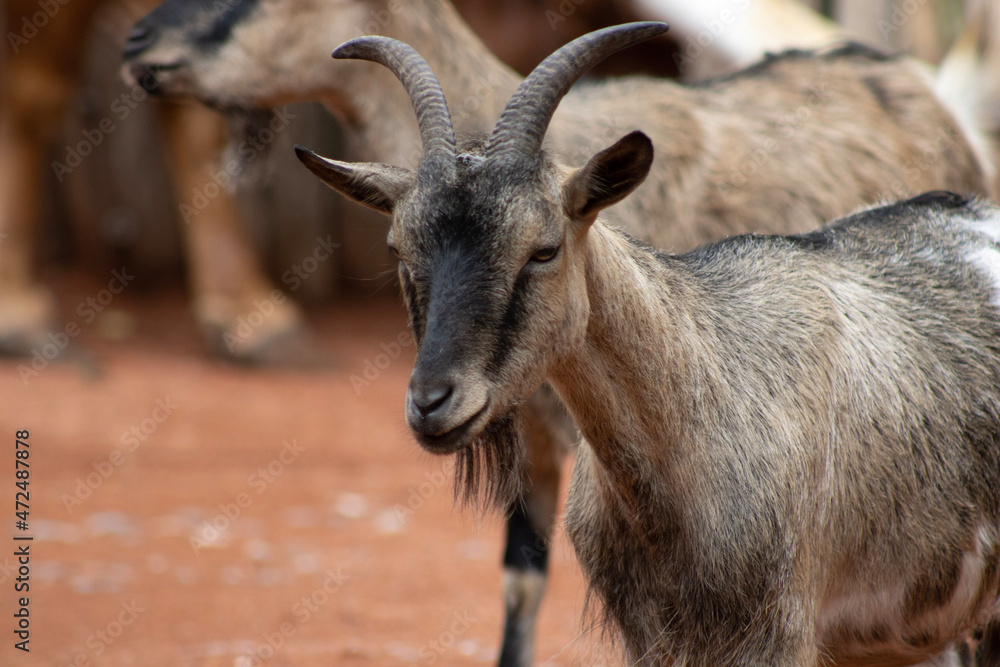 portrait of a goat