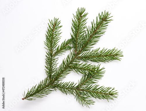 christmas tree branch