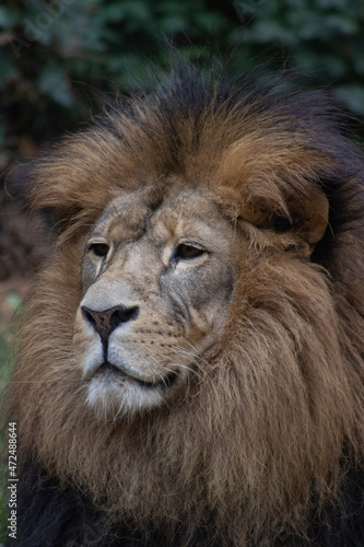 portrait of a lion © Marco