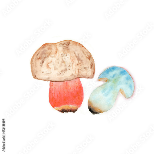 mushroom Boletus satanas watercolor, poisonous mushroom Boletus satanic hand-drawn, isolated on white background photo
