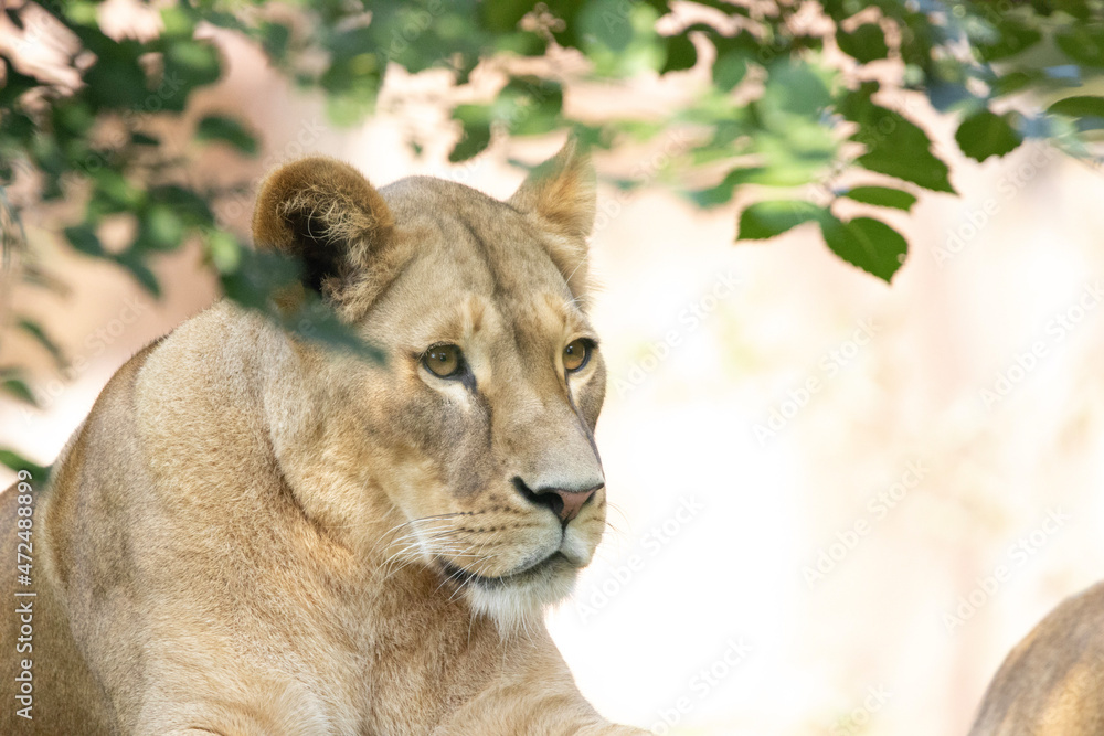 Fototapeta premium lion in the grass