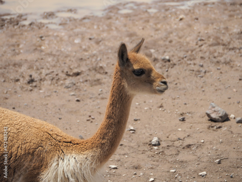 wild vicuna (Lama vicugna) in southern Peru, Andes mountains