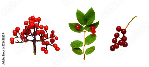 Set of  twigs with red berries isolated photo