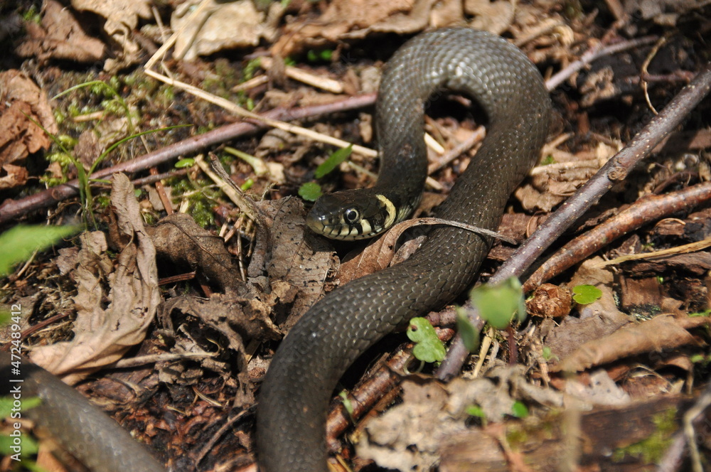 Grass snake. A non-poisonous snake that lives in Europe. Yellow spots on the back of the head are a hallmark. Grass snake. A non-poisonous snake that lives in Europe. Yellow spots on the back of the head are a hallmark.