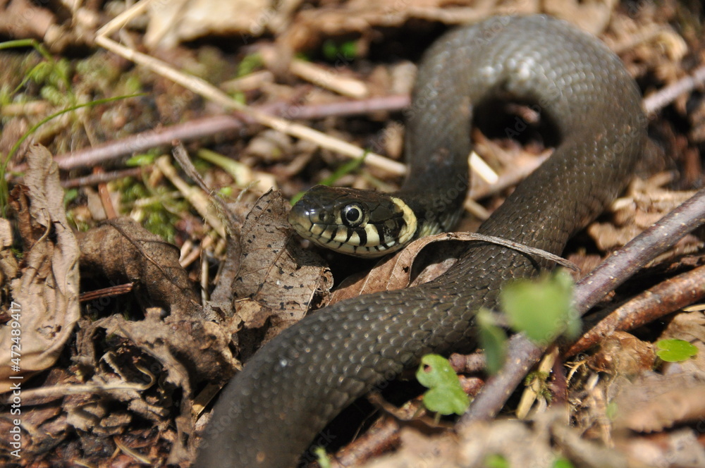Grass snake. A non-poisonous snake that lives in Europe. Yellow spots on the back of the head are a hallmark. Grass snake. A non-poisonous snake that lives in Europe. Yellow spots on the back of the head are a hallmark.