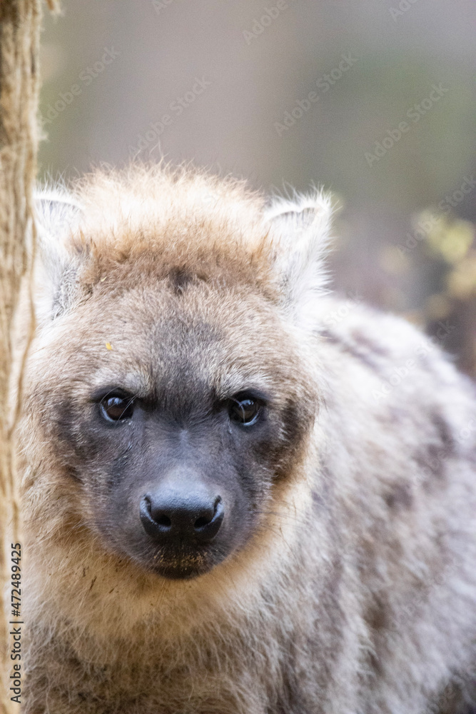 portrait of a hyena portrait of a hyena