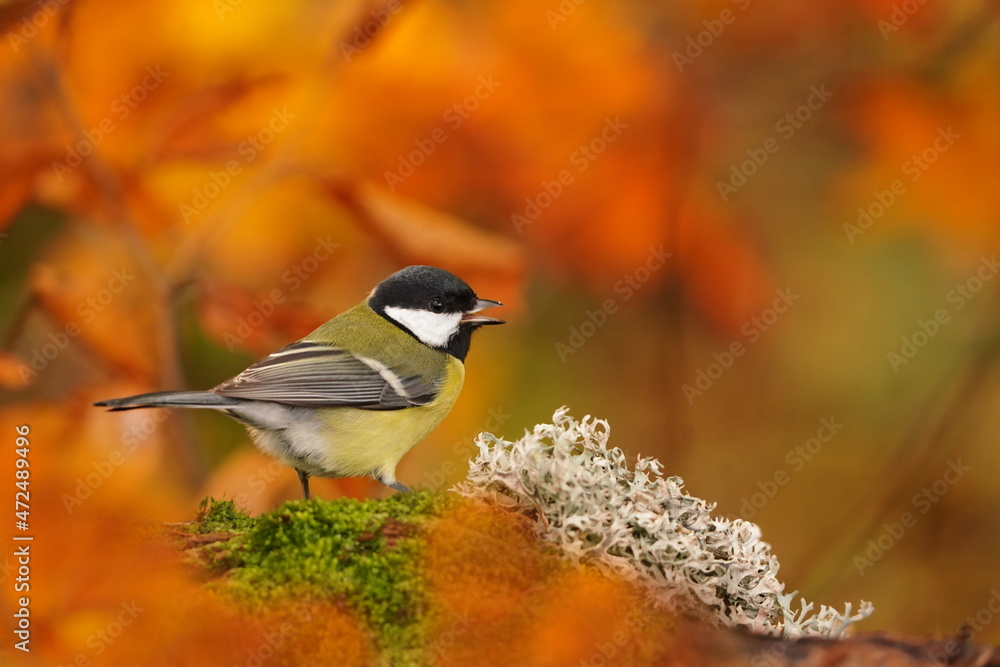 Naklejka premium Portrait of a cute great tit. Parus major. Song bird in the nature habitat. Autumn scene with a titmouse.
