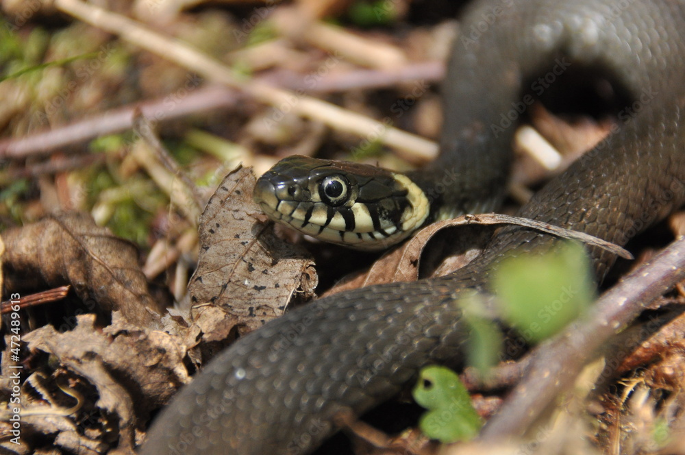 Grass snake. A non-poisonous snake that lives in Europe. Yellow spots on the back of the head are a hallmark. Grass snake. A non-poisonous snake that lives in Europe. Yellow spots on the back of the head are a hallmark.