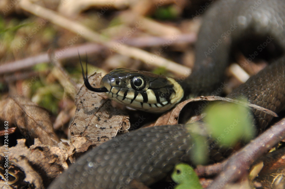 Grass snake. A non-poisonous snake that lives in Europe. Yellow spots on the back of the head are a hallmark. Grass snake. A non-poisonous snake that lives in Europe. Yellow spots on the back of the head are a hallmark.