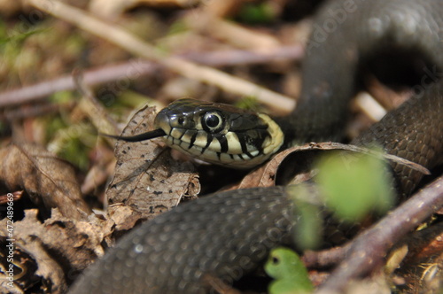 Grass snake. A non-poisonous snake that lives in Europe. Yellow spots on the back of the head are a hallmark.
