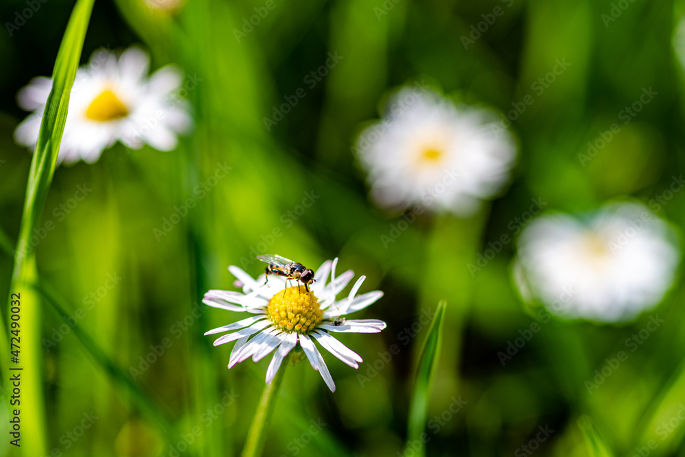 a hover fly on a daisy and blurred daisies in the background a hover fly on a daisy and blurred daisies in the background