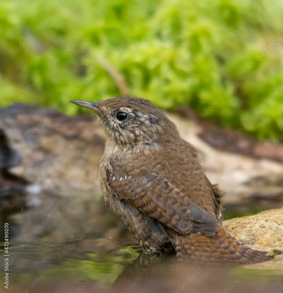 Крапивник, Eurasian Wren, Chochín paleártico, Scricciolo, Zaunkönig, Çıtkuşu, подкоряжник, в лесу Крапивник, Eurasian Wren, Chochín paleártico, Scricciolo, Zaunkönig, Çıtkuşu, подкоряжник, в лесу