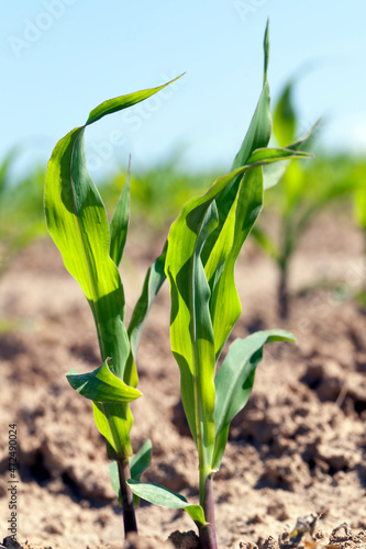 green young corn on an agricultural field in the spring season