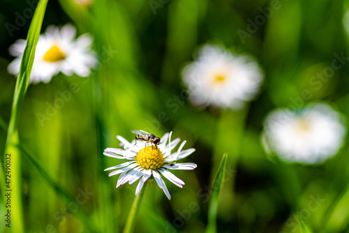 Fototapeta Naklejka Na Ścianę i Meble -  a hover fly on a daisy and blurred daisies in the background 