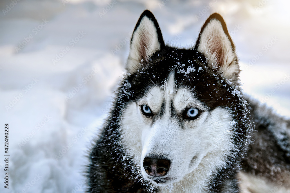 Husky dog on snow. Snow winter background.
