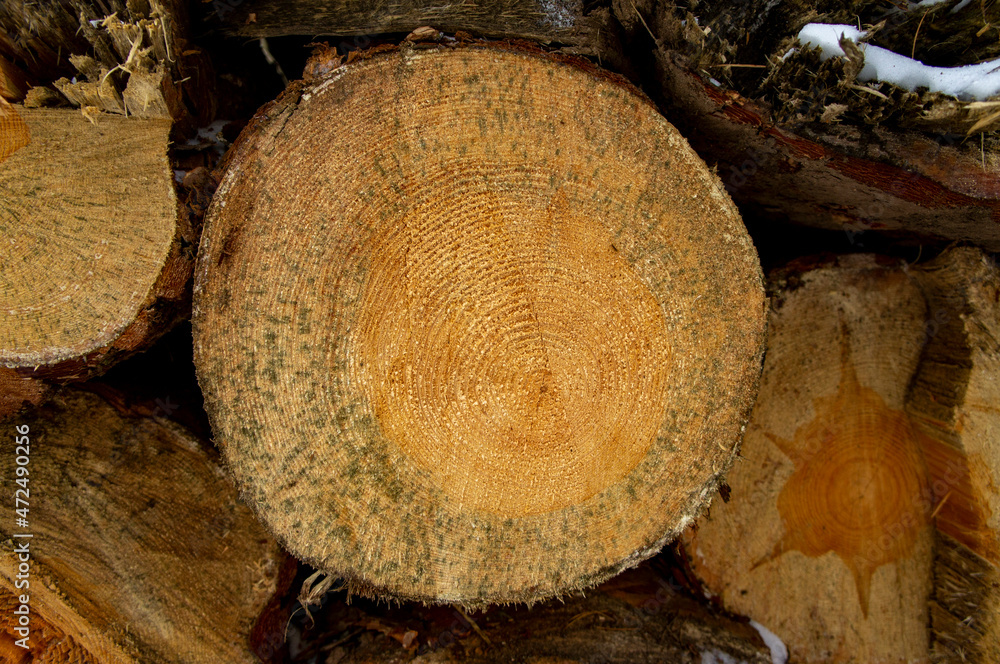 Wooden round saw cut of a coniferous tree close-up. Wooden round saw cut of a coniferous tree close-up.