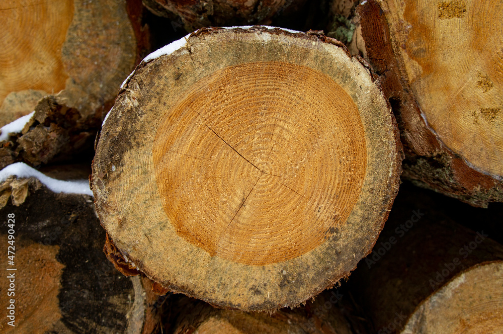 Wooden round saw cut of a coniferous tree close-up. Wooden round saw cut of a coniferous tree close-up.