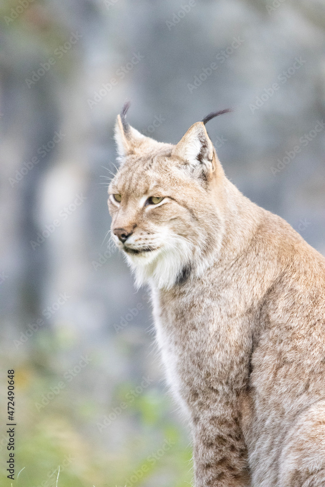 Obraz premium lynx in the woods