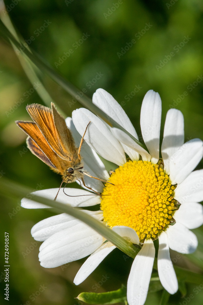 Obraz premium Beautiful and colorful macro photography butterfly.