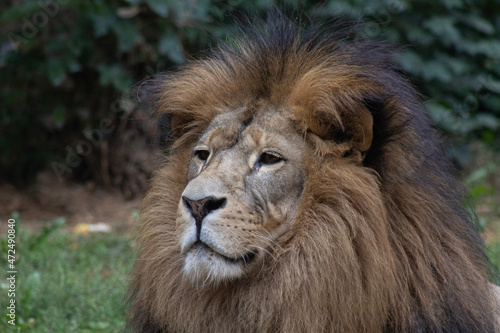Fototapeta Naklejka Na Ścianę i Meble -  portrait of a male lion