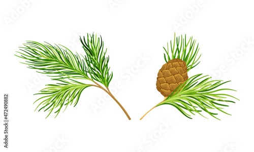 Set of coniferous tree twigs with fir needle foliage vector illustration