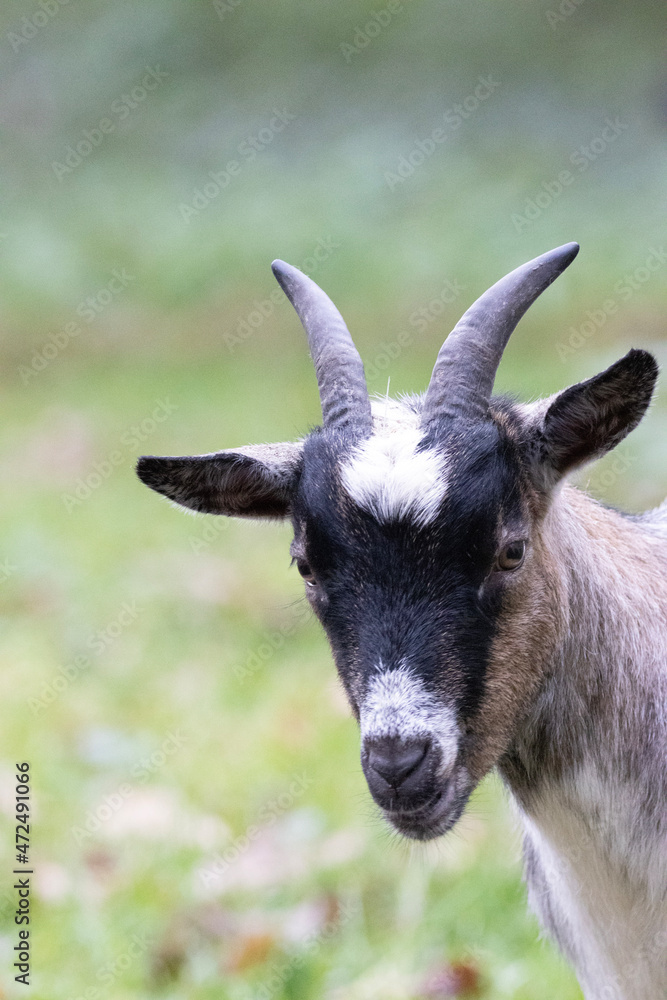 close up of a goat close up of a goat
