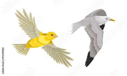 Set of birds. Flying seagull and oriole vector illustration