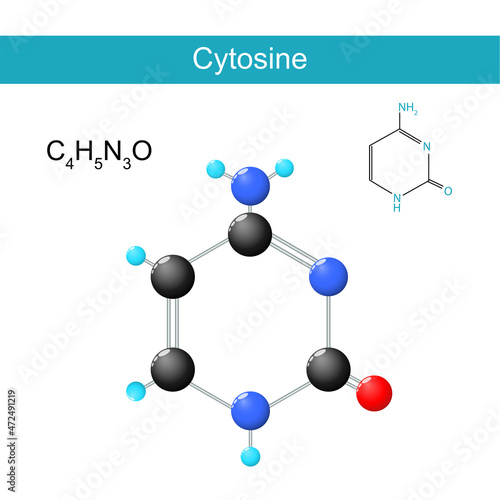 Cytosine molecular formula. Chemical structural formula and model