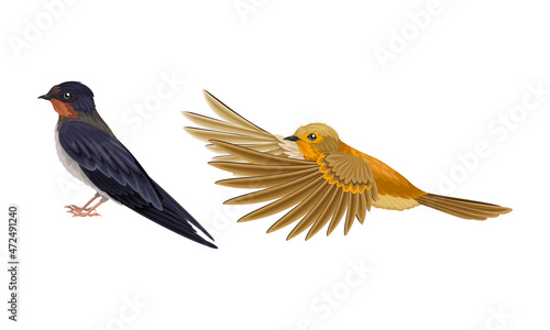Set of European birds. Swallow and flying oriole vector illustration