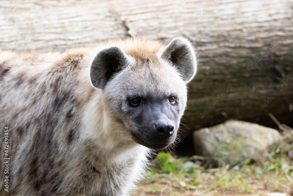 hyena hyena