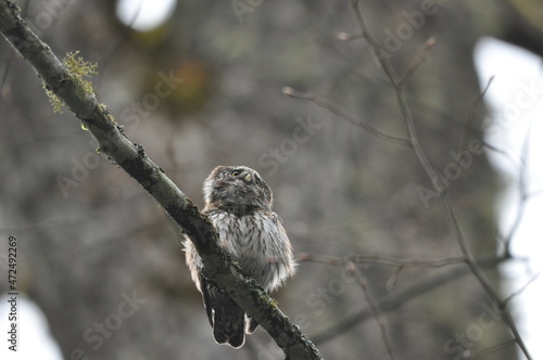 Bird Pygmy Owl Glaucidium passerinum, the smallest owl in Europe, perched on a branch in the forest. The species occurs in the Bialowieza Primeval Forest and other forests with old spruce trees.