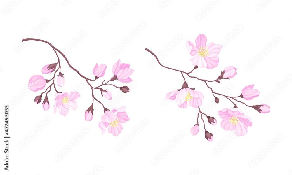 Sakura twigs with pink flower buds. Blooming cherry tree vector illustration Sakura twigs with pink flower buds. Blooming cherry tree vector illustration