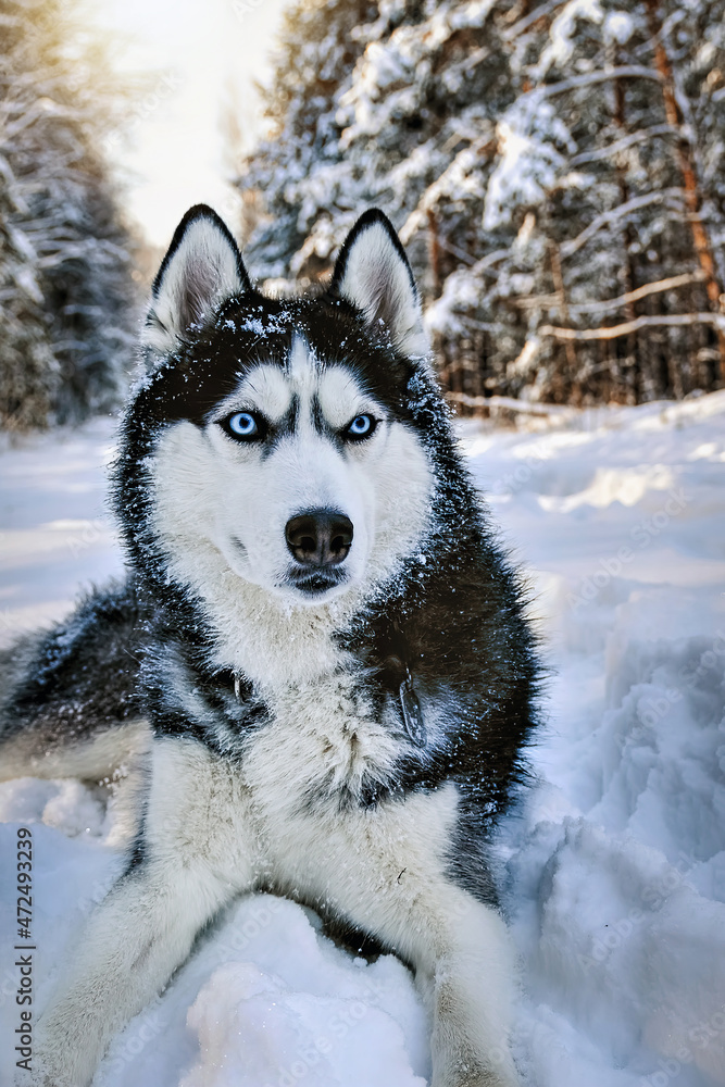 Siberian haski dog on snow and looks around. High quality photo, Winter husky dog. Siberian haski dog on snow and looks around. High quality photo, Winter husky dog.