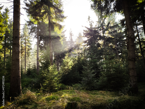 Promienie słoneczne przedzierają się przez gęsty magiczny las