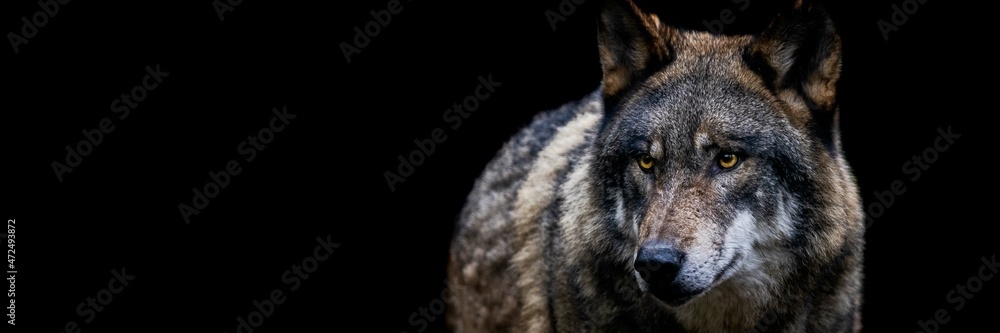 Template of a gray wolf with a black background