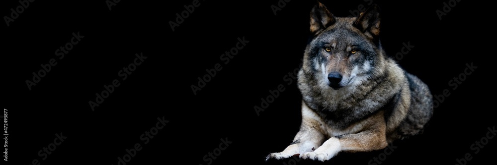Fototapeta premium Template of a gray wolf with a black background