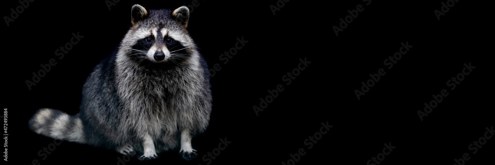 Template of a raccoon with a black background Template of a raccoon with a black background