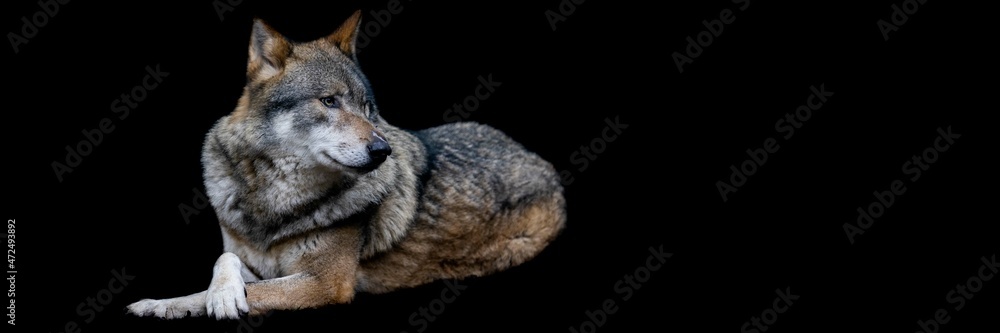 Template of a gray wolf with a black background