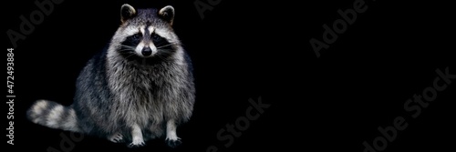 Template of a raccoon with a black background © AB Photography