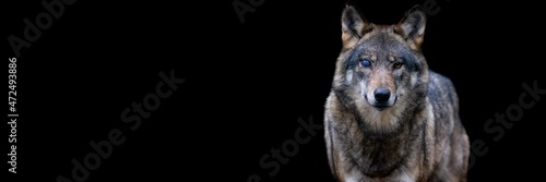 Template of a gray wolf with a black background © AB Photography