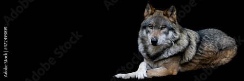 Template of a gray wolf with a black background © AB Photography