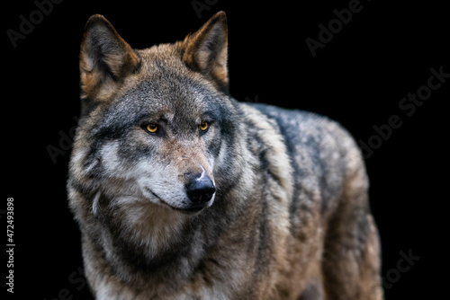 Portrait of a gray wolf in the forest © AB Photography