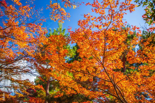 京都　宝厳院の紅葉