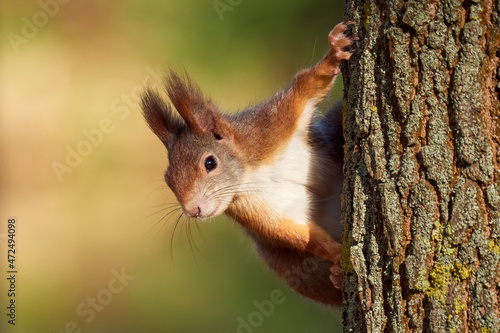 Eurasian red squirrel on a tree  Sciurus vulgaris 