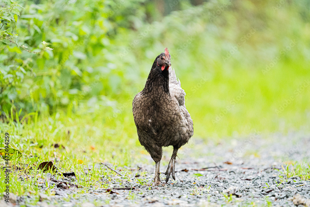 Fototapeta premium Grey black chicken hen walking on grass at the farm on a sunny day with a green background for space or text 