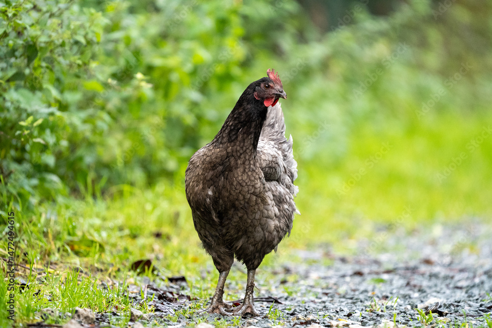Grey black chicken hen walking on grass at the farm on a sunny day with a green background for space or text
Grey black chicken hen walking on grass at the farm on a sunny day with a green background for space or text