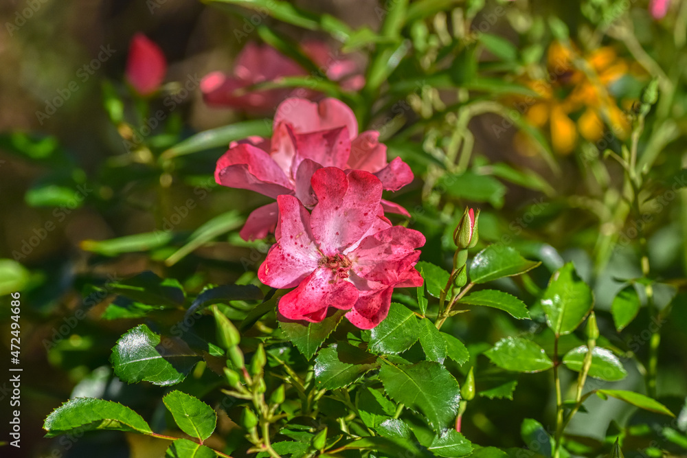 Rose, Lienzer Rose, Blume, Blüte, offenblühend, Bodendecker, Bodendeckerrose, klein, zierlich, widerstandsfähig, Hagebuttenansatz, robust, Sonderzüchtung, Züchtung, Zuchtrose, Lienz, Osttirol, fünfblä Rose, Lienzer Rose, Blume, Blüte, offenblühend, Bodendecker, Bodendeckerrose, klein, zierlich, widerstandsfähig, Hagebuttenansatz, robust, Sonderzüchtung, Züchtung, Zuchtrose, Lienz, Osttirol, fünfblä