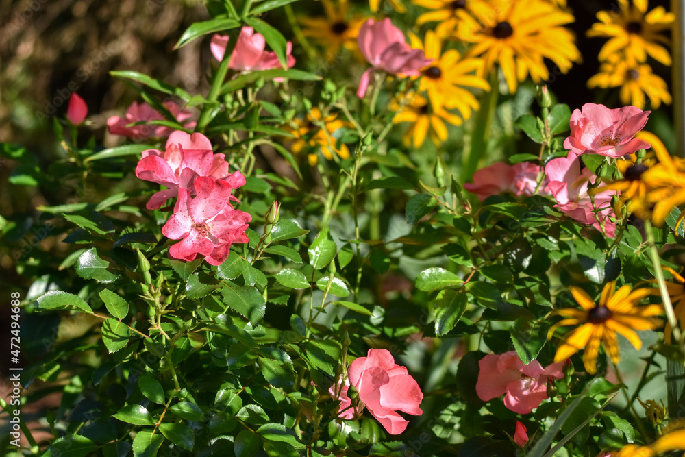 Obraz premium Rose, Lienzer Rose, Blume, Blüte, offenblühend, Bodendecker, Bodendeckerrose, klein, zierlich, widerstandsfähig, Hagebuttenansatz, robust, Sonderzüchtung, Züchtung, Zuchtrose, Lienz, Osttirol, fünfblä