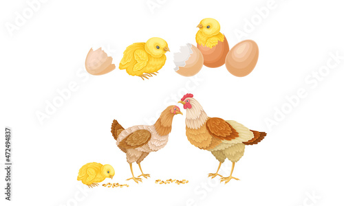 Hens and hatched chicks. Poultry breeding vector illustration
