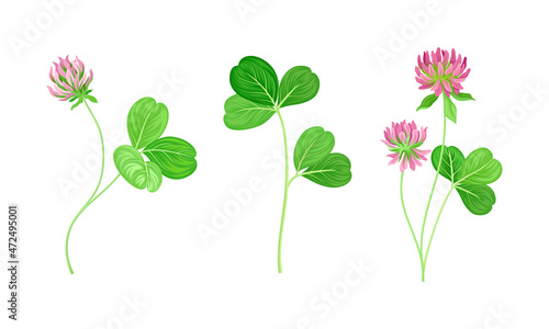 Wild meadow clover flowers set. Blooming herbal plant vector illustration